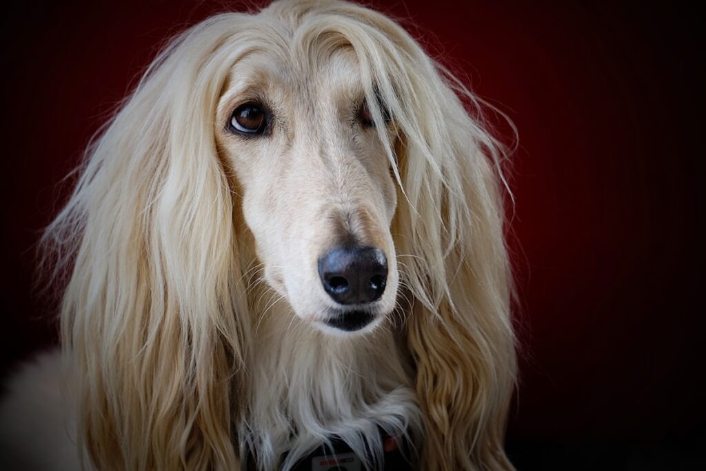touwspeelgoed Afghaanse Windhond