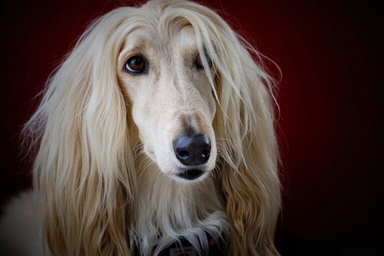 touwspeelgoed Afghaanse Windhond