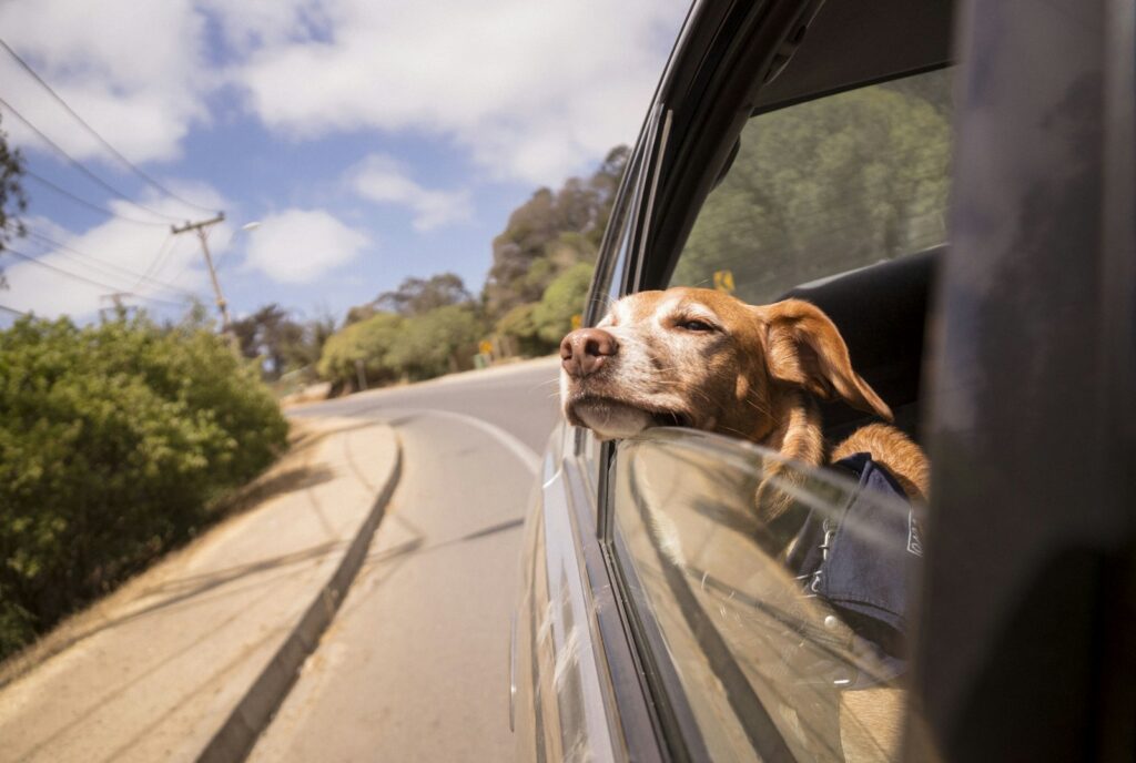 veiligheidsgordel auto basenji