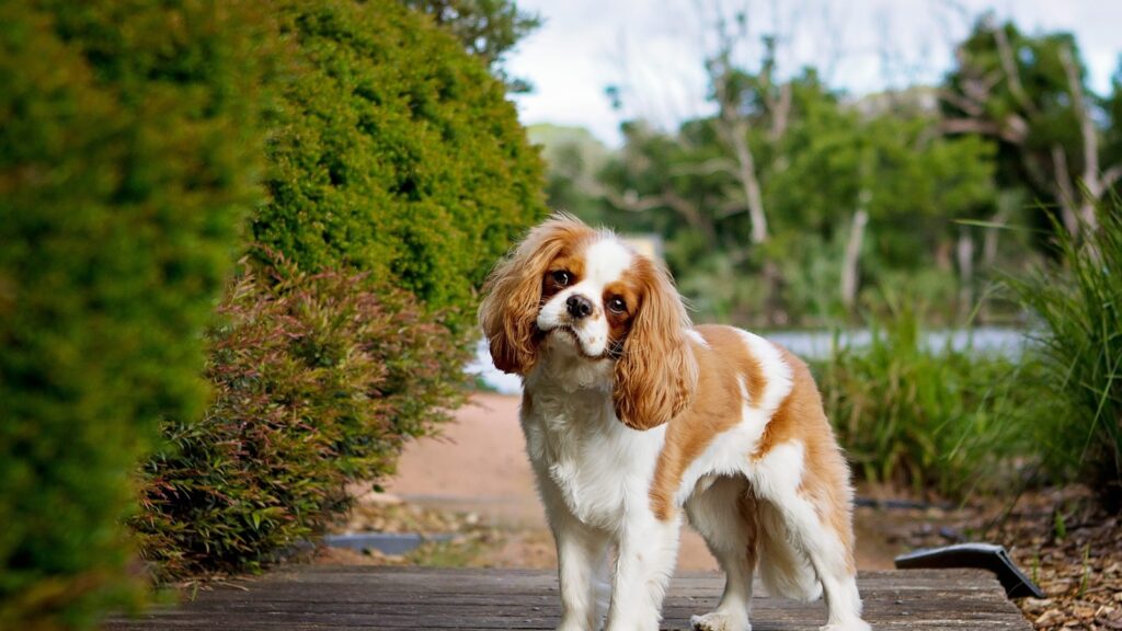 veiligheidsgordel auto Cavalier King Charles Spaniël