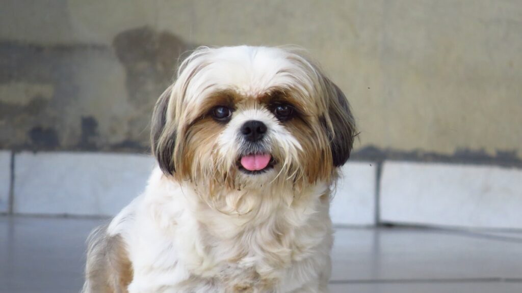 veiligheidsgordel auto Shih Tzu