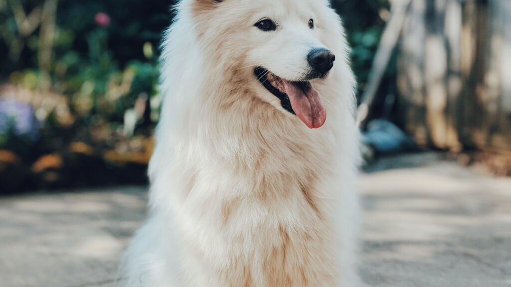 Samoyed voerbak