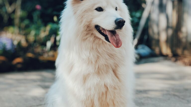 Samoyed voerbak