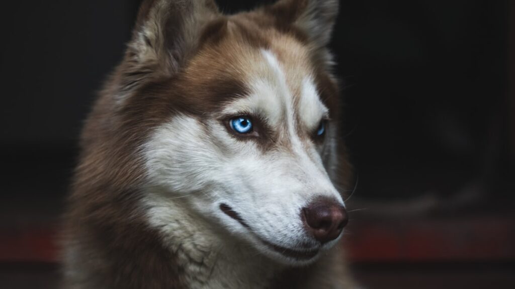 voerbak voor Siberische Husky