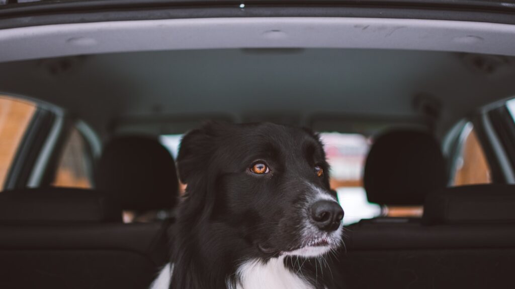veiligheidsgordel auto voor een Whippet