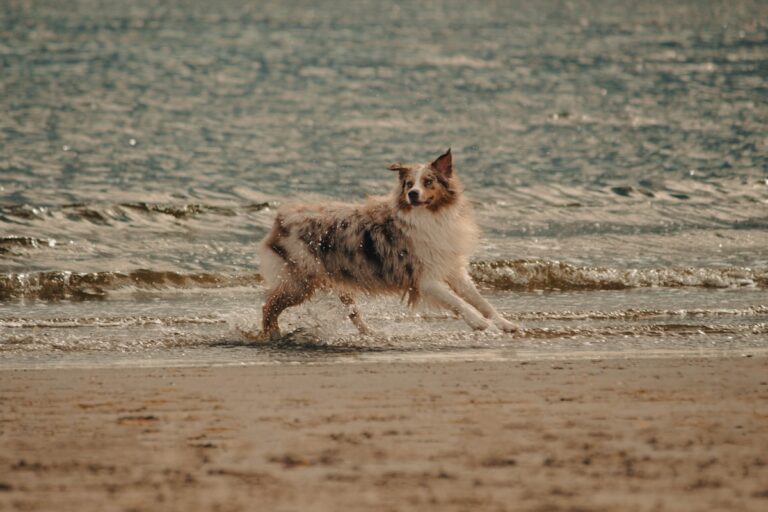 zwemvest Australian Shepherd