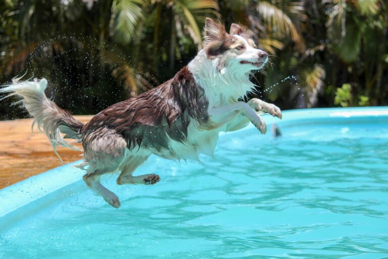 zwemvest Border Collie