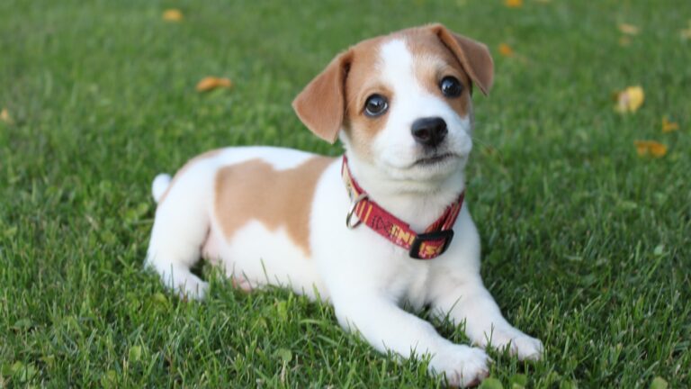 draagtas Jack Russell Terrier