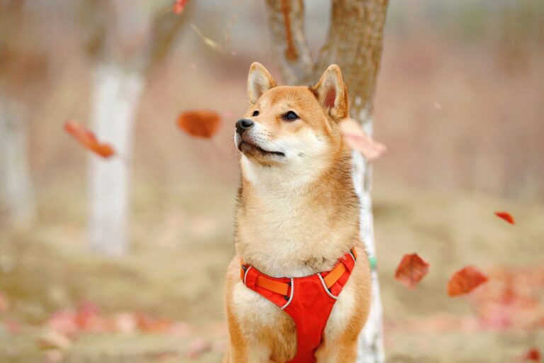 draagtas Shiba Inu
