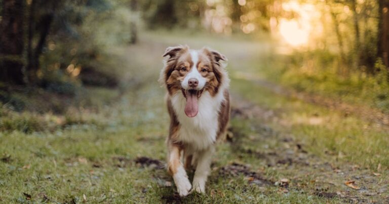 kauwspeelgoed Australian Shepherd