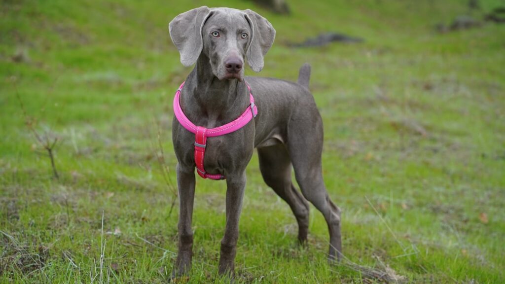 kauwspeelgoed Weimaraner