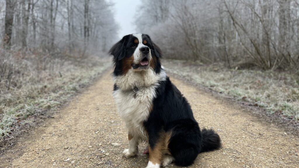 snuffelmat Berner Sennenhond