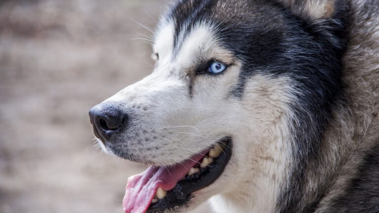 tandverzorging Siberische Husky